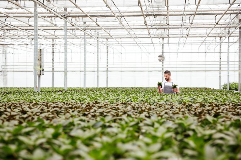 Young man gardener standing in greenhouse