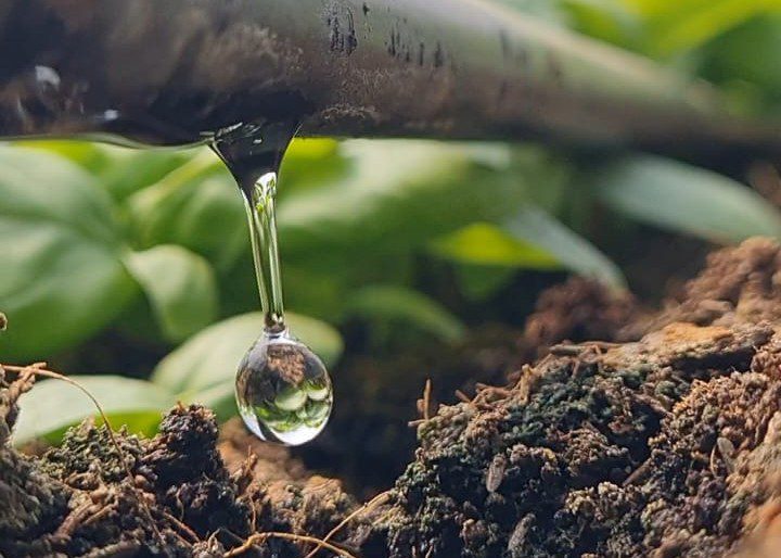 drip irrigation2